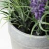 paper potted lavender H:9" GS-0330170SFJ 3 paper potted lavender H:9" GS-0330170SFJ