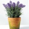 paper potted lavender H:9" GS-0330170TSFJ