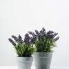 paper potted lavender H:9" GS-0330170 3 paper potted lavender H:9" GS-0330170