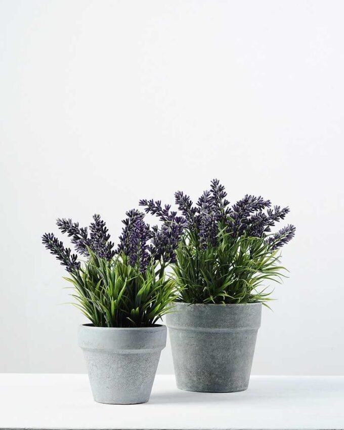 paper potted lavender H:9" GS-0330170 3 paper potted lavender H:9" GS-0330170