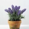 LAVENDER IN PAPER POT GS-0330544TSFJ