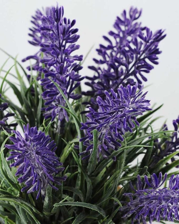 LAVENDER IN PAPER POT GS-0330544TSFJ