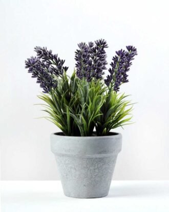19CM LAVENDER IN PAPER POT GS-0330619