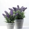 19CM LAVENDER IN PAPER POT GS-0330619 3 19CM LAVENDER IN PAPER POT GS-0330619