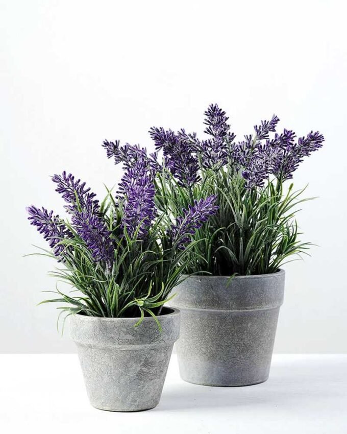 19CM LAVENDER IN PAPER POT GS-0330619 3 19CM LAVENDER IN PAPER POT GS-0330619