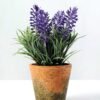 LAVENDER IN PAPER POT GS-0330639TL-SFJ 1 LAVENDER IN PAPER POT GS-0330639TL-SFJ
