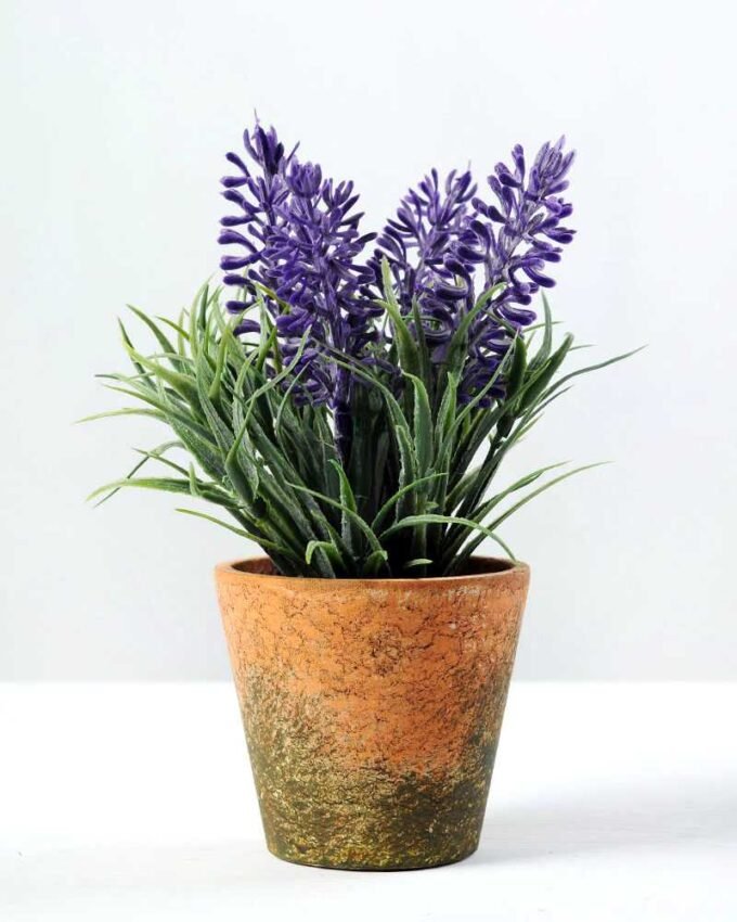 LAVENDER IN PAPER POT GS-0330639TL-SFJ 1 LAVENDER IN PAPER POT GS-0330639TL-SFJ