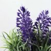 LAVENDER IN PAPER POT GS-0330639TL-SFJ 2 LAVENDER IN PAPER POT GS-0330639TL-SFJ