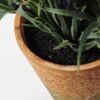 LAVENDER IN PAPER POT GS-0330639TL-SFJ 3 LAVENDER IN PAPER POT GS-0330639TL-SFJ