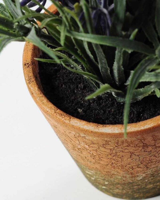 LAVENDER IN PAPER POT GS-0330639TL-SFJ 3 LAVENDER IN PAPER POT GS-0330639TL-SFJ