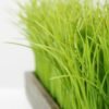 14CM Wood pot grass GS-0330652BR 2 14CM Wood pot grass GS-0330652BR