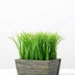 13CM GRASS IN  WOOD POT GS-0330753BR
