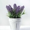 LAVENDER IN PAPER POT  GS-0330844