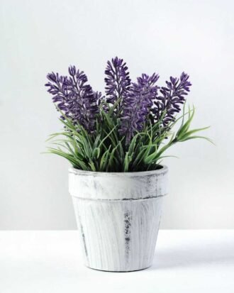LAVENDER IN PAPER POT  GS-0330844