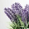 LAVENDER IN PAPER POT  GS-0330844