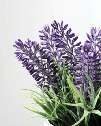 LAVENDER IN PAPER POT  GS-0330844