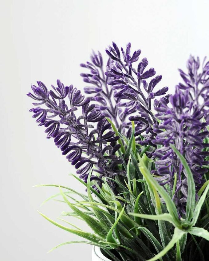 LAVENDER IN PAPER POT  GS-0330844