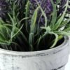 LAVENDER IN PAPER POT  GS-0330844