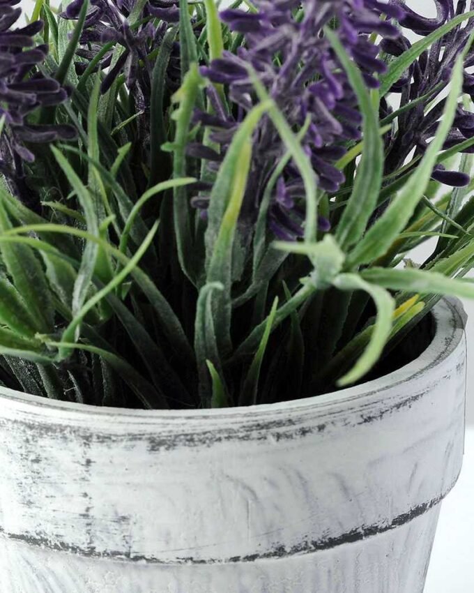 LAVENDER IN PAPER POT  GS-0330844