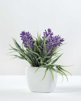 13cm lavender in ceramic pot GS-0330971
