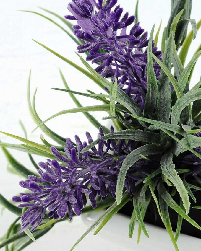 13cm lavender in ceramic pot GS-0330971 2 13cm lavender in ceramic pot GS-0330971