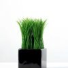 grass in ceramic pot H:6" GS-0330985 1 grass in ceramic pot H:6" GS-0330985