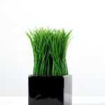 grass in ceramic  pot H:6" GS-0330985