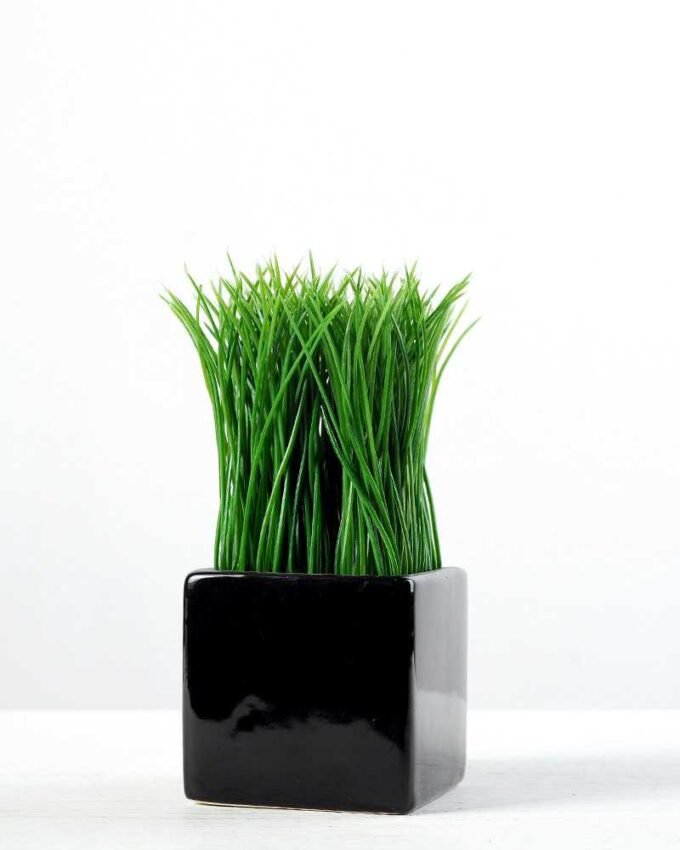 grass in ceramic pot H:6" GS-0330985 1 grass in ceramic pot H:6" GS-0330985
