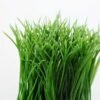 grass in ceramic pot H:6" GS-0330985 2 grass in ceramic pot H:6" GS-0330985