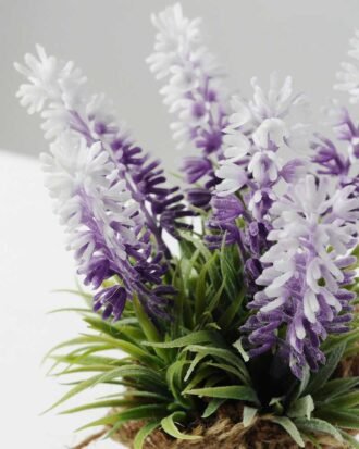 18cm flax potted lavender  GS-0338037