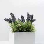 21cm lavender in ceramic pot GS-0338045A