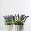 25cm LAVENDER IN WHITE BASKET  GS-0338054SFJ