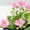 11cm milan flower in ceramic pot GS-0338104 2 11cm milan flower in ceramic pot GS-0338104