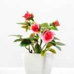 13CM ROSE IN  CERAMIC POT GS-0338105