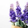 LAVENDER WRAPED WITH PAPER H:7 LAVENDER WRAPED WITH PAPER H:7.5" GS-0338642