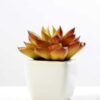 paper pot succulent GS-0338860 1 paper pot succulent GS-0338860