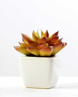 paper pot succulent GS-0338860