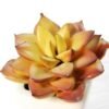 paper pot succulent GS-0338860 2 paper pot succulent GS-0338860