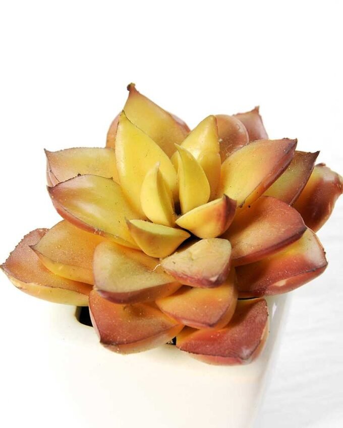 paper pot succulent GS-0338860 2 paper pot succulent GS-0338860