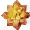 paper pot succulent GS-0338860 3 paper pot succulent GS-0338860