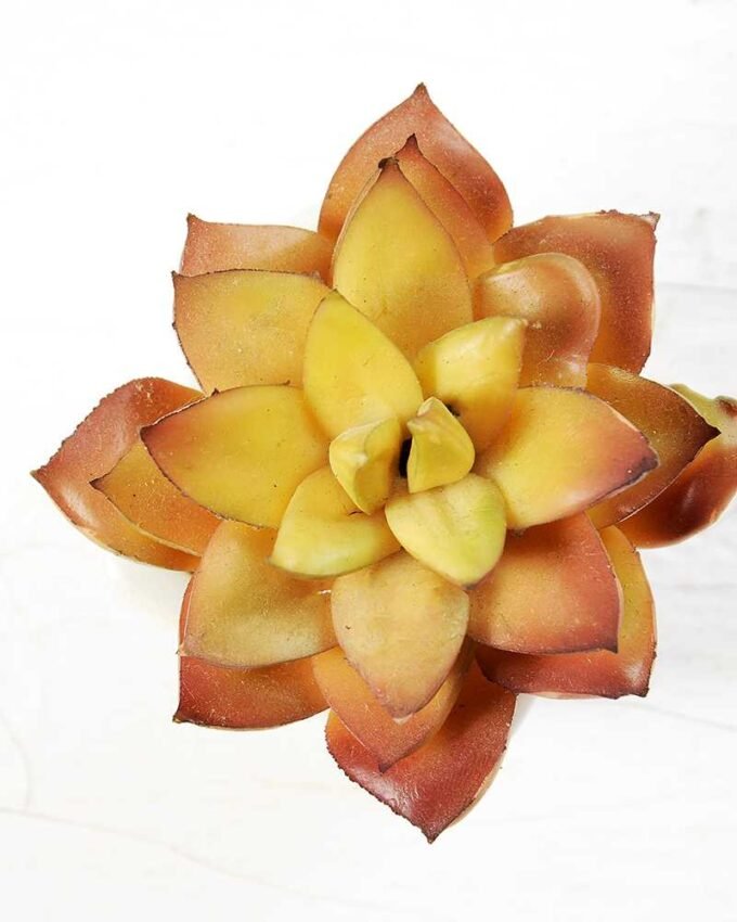 paper pot succulent GS-0338860 3 paper pot succulent GS-0338860