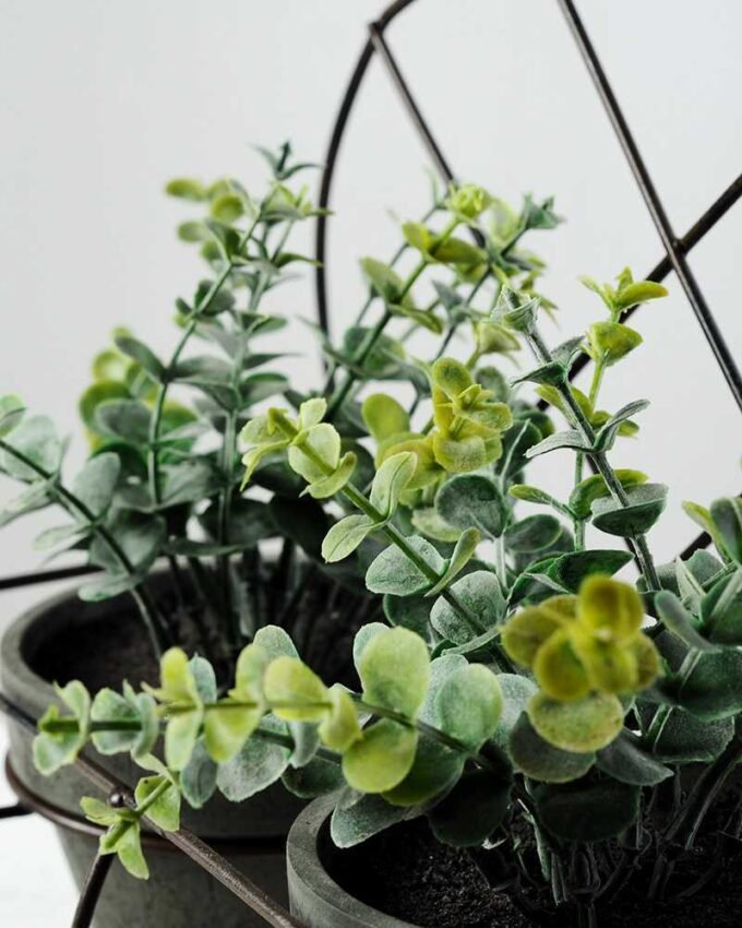 11"Eucalyptus pottde in iron case GS-0339049 2 11"Eucalyptus pottde in iron case GS-0339049