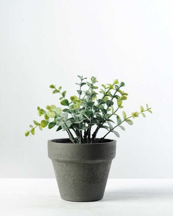 11"Eucalyptus pottde in iron case GS-0339049 3 11"Eucalyptus pottde in iron case GS-0339049