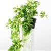 H:23CM IVY VINE POTTED GS-0339168