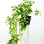 H:23CM IVY VINE POTTED GS-0339168