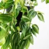 H:23CM IVY VINE POTTED GS-0339168