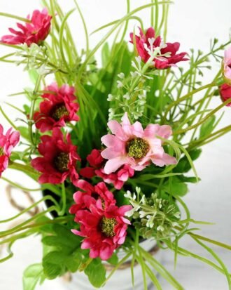 Potted chrysanthemum GS-0339354