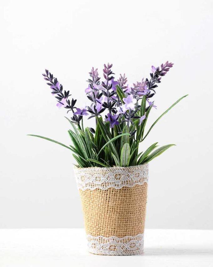 Lavender pot GS-0339546 1 Lavender pot GS-0339546