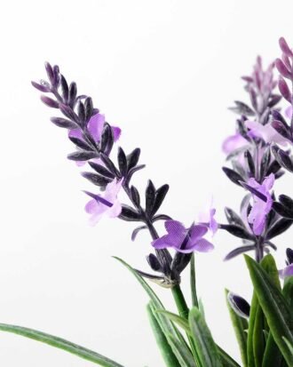 Lavender pot GS-0339546