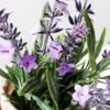 Lavender pot GS-0339546 3 Lavender pot GS-0339546